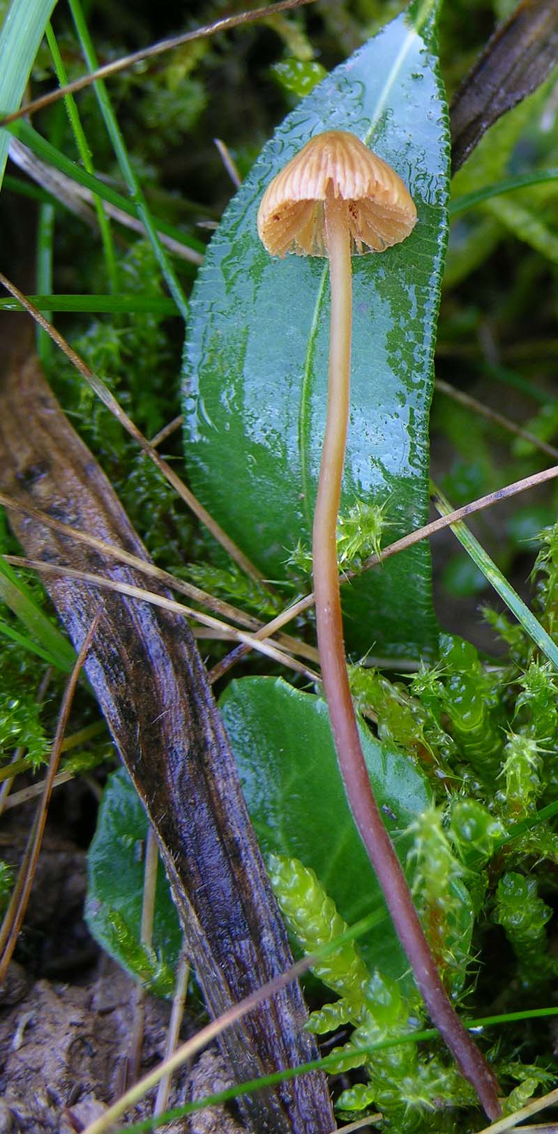 Galerina da determinare n�3